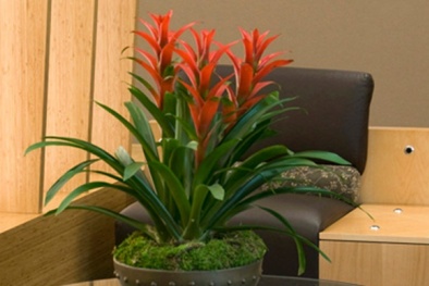 Kỹ thuật trồng cây dứa nến mang đến may mắn, thu hút tài lộc cho gia chủ