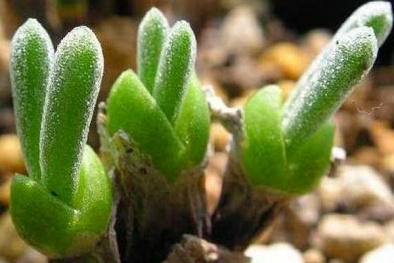 Kỹ thuật trồng cây sen đá tai thỏ để bàn cực đáng yêu cho cô nàng công sở