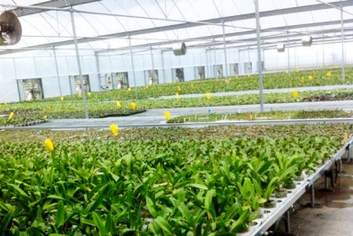 Hà Nội: Chú trọng ứng dụng công nghệ cao trong nông nghiệp