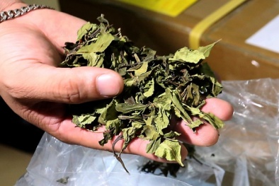 Lá Thiên đường độc gấp trăm lần ma túy có thể dẫn đến liệt não và tử vong