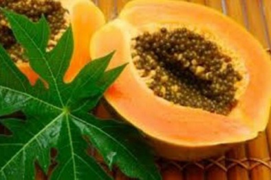13 tác dụng kỳ diệu của lá đu đủ mà nhiều người không biết