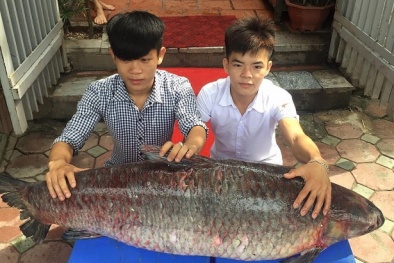 ‘Thủy quái’ hồ Thác Bà nặng hơn nửa tạ 'bơi' từ Thác Bà về Hà Nội