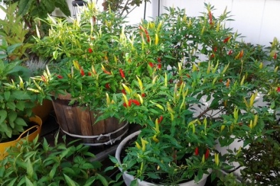 Kỹ thuật trồng cây ớt cay tại nhà cực đơn giản cho quả sai trĩu cành