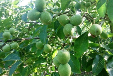 Kỹ thuật trồng cây óc chó giàu dinh dưỡng mang lại giá trị kinh tế cao