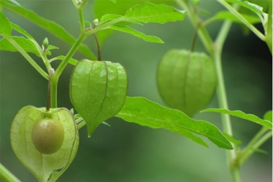 Cận cảnh quả dại tầm bóp ở Việt Nam đang được bán 700.000đ/kg tại Nhật