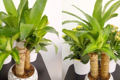 Cây Thiết mộc lan mang may mắn, phát tài lộc cho gia chủ lại góp phần hút khí độc