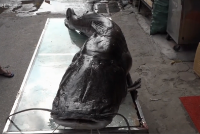 Cá lăng hơn 100 kg xuất hiện ở Hà Nội