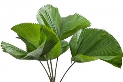 Không trồng cây cọ Nhật trong nhà sẽ phí cả đời vì những tác dụng không ngờ