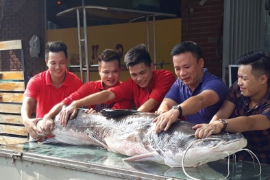 Thêm 1 cá lăng ‘khủng’ 108 kg, dài 2m 'đi' chuyên cơ về Hà Nội phục vụ đại gia