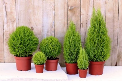 Nhà có trẻ con đừng quên trồng cây tùng thơm để xua đuổi muỗi cực hiệu quả