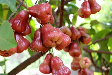 Kỹ thuật trồng cây roi đỏ Thái Lan cho quả sai trĩu cành, quả thơm ngon hút khách