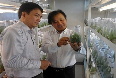 Ứng dụng công nghệ bức xạ và đồng vị phóng xạ trong nông nghiệp