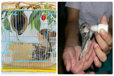 Kỹ thuật nuôi sóc bay Úc đáng yêu đến 'tan chảy' làm thú cưng trong nhà