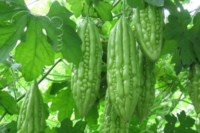 Người mới mang thai nên tránh xa các thực phẩm này kẻo 'mất' con như chơi