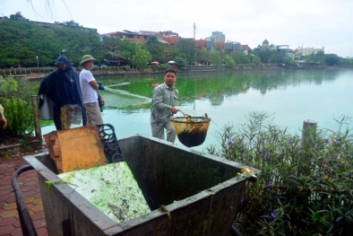 Hồ Văn Quán bị ô nhiễm, quận Hà Đông chính thức lên tiếng