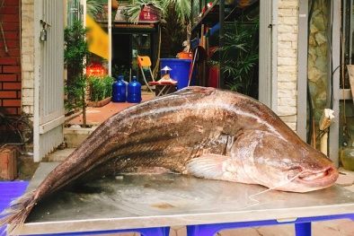 Hà Nội: Xuất hiện cá leo ‘khủng’ dài gần 2 mét, nặng 60 kg