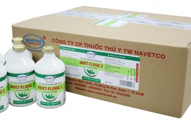 Việt Nam sắp có vắc-xin phòng bệnh cúm A/H5N1 cho gia cầm do các biến chủng mới