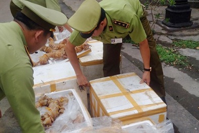 Bắt gần 400kg giò bò không rõ nguồn gốc, tạm giữ 10 container hàng giả
