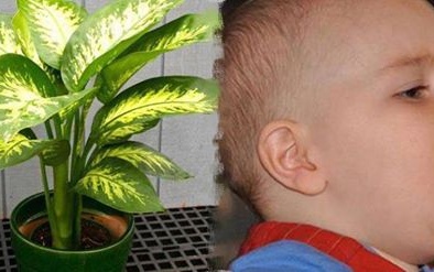 Loại cây này sẽ khiến con bạn ngộ độc trong nháy mắt nếu không cẩn trọng