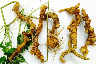 Bảo vệ thương hiệu, chất lượng sâm Ngọc Linh trước 'nạn' giả nhái