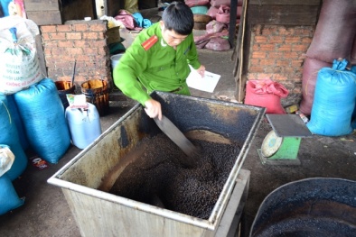 Tây Ninh: Tiêu hủy gần 1 tấn bột cà phê kém chất lượng, không nguồn gốc xuất xứ
