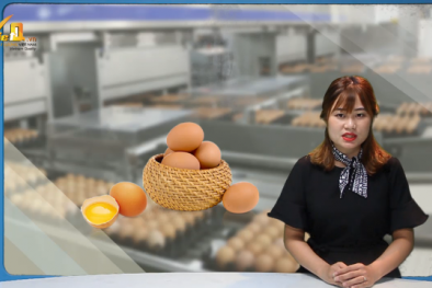 Trứng gà nhiễm độc thuốc trừ sâu: Hàn Quốc cấm sản xuất trứng để kiểm tra