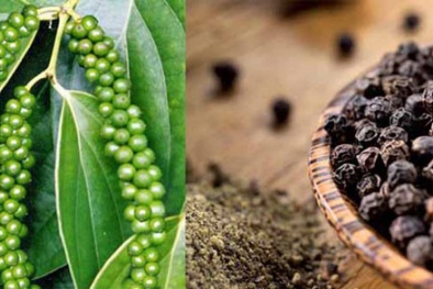 Bộ Công thương lên tiếng về việc thương lái Trung Quốc ‘thao túng’ thị trường hồ tiêu