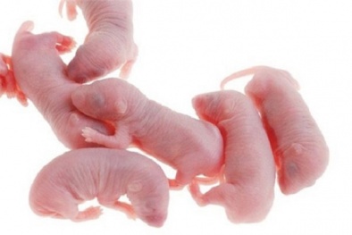 Sâm thử: Món ăn thấy tiếng chuột kêu chít chít trong miệng