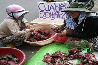 Sự thật cua biển giá ‘siêu rẻ’ 50.000 đồng/kg bán đầy đường