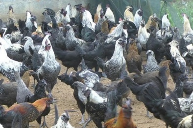 Kỹ thuật nuôi gà H'Mông thương phẩm nhàn như chơi nhưng cho lãi lớn