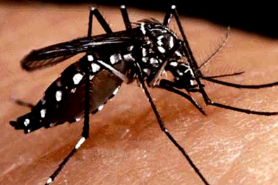 Sự thật về loài muỗi truyền sốt xuất huyết dengue