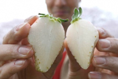 Dâu tây trắng giá ‘khủng’ 230.000 đồng/quả 50g có gì đặc biệt?