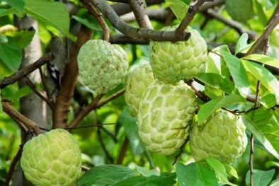 Trồng cây na dai cho quả sai trĩu cành, quả ngon ngọt miễn chê cực đơn giản