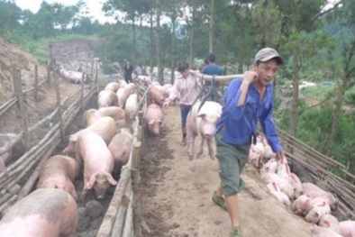Giá heo lại giảm chỉ còn 30.000 đồng/kg sau thời gian tăng nhẹ