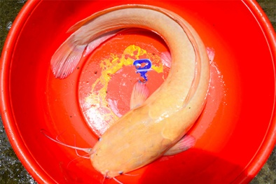 Xôn xao cá trê vàng nặng gần 3kg mắc lưới ngư dân Kiên Giang
