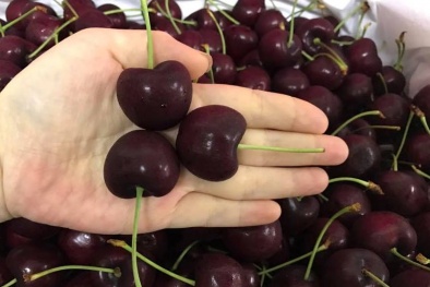 Băn khoăn nguồn gốc trái cherry nhập khẩu