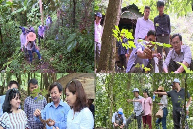 Tăng cường các biện pháp kiểm soát và xử lý tình trạng sâm Ngọc Linh giả