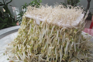 Phạt cơ sở dùng hóa chất cấm sản xuất giá đỗ 30 triệu đồng
