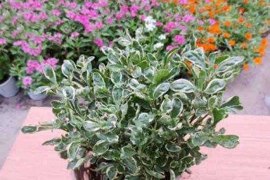 Gia chủ luôn gặp may mắn, tiền tài vào như nước nếu trồng cây này tại nhà