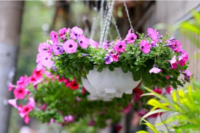 Chậu hoa treo tại nhà rực rỡ nhờ cách trồng rất đơn giản