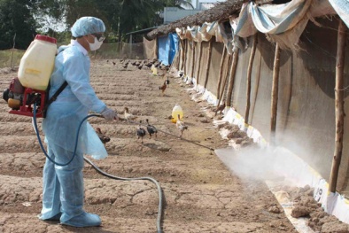 Cảnh báo: Virus cúm gia cầm có thể xâm nhập Việt Nam bất cứ lúc nào