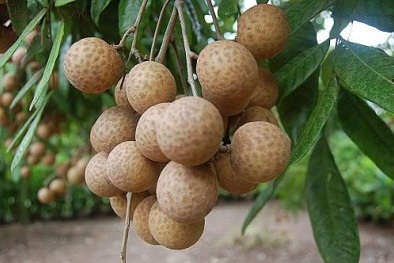 Nhãn đường phèn: Muốn ăn cũng không dễ gì mua được