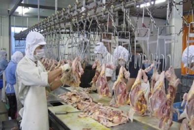 Thịt gà Việt xuất khẩu sang Nhật: Giá tăng gấp 3 lần trong nước