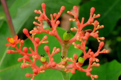 Kỹ thuật trồng cây Đỗ trọng- 'thần dược' cho những người đau lưng
