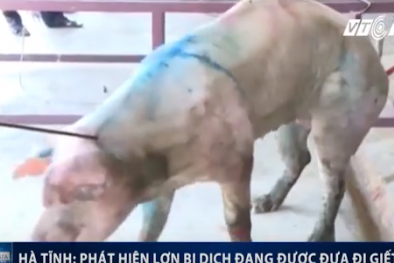 Rùng mình phát hiện đàn lợn mắc bệnh, lở loét trong lò giết mổ ở Hà Tĩnh