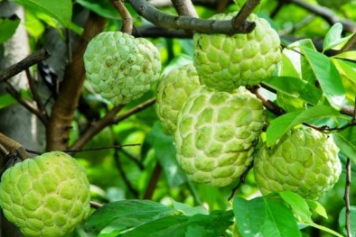 Cách trồng Na Thái quả lúc lỉu vườn nhà, thơm ngon đẹp mã