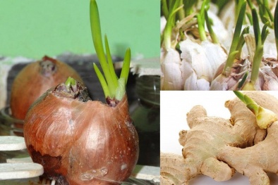 Cần vứt ngay lập tức nếu tỏi, hành, gừng có hiện tượng này