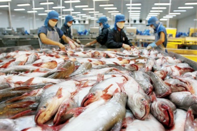 Mỹ kết luận sơ bộ về chống bán phá giá lần thứ 13 đối với cá tra-basa Việt Nam