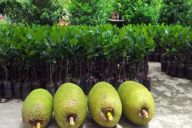 Kỹ thuật trồng mít không hạt năng suất cao, lợi nhuận khủng