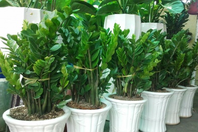 Loại cây nào người mệnh Hỏa nên trồng trong nhà để đón tài lộc?